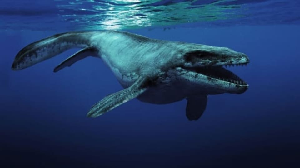 Prognathodon